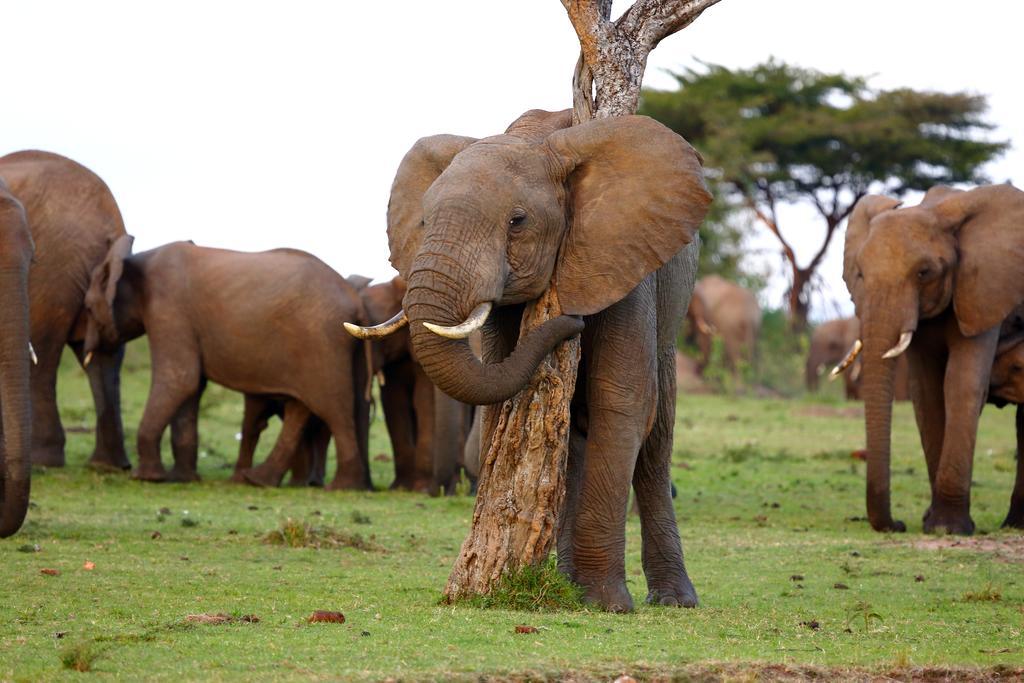 Jambo Mara Safari Lodge Ololaimutiek Екстер'єр фото