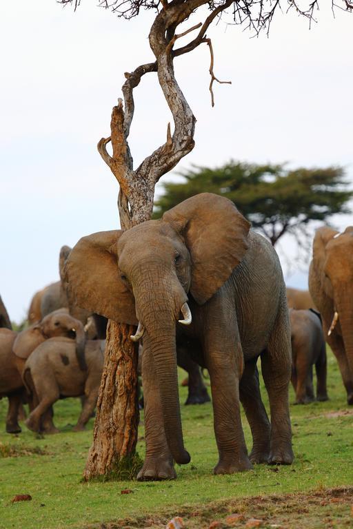 Jambo Mara Safari Lodge Ololaimutiek Екстер'єр фото