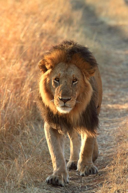 Jambo Mara Safari Lodge Ololaimutiek Екстер'єр фото