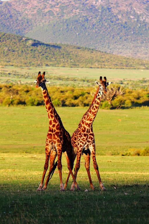 Jambo Mara Safari Lodge Ololaimutiek Номер фото